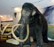 Third-Grader Suggests Wooly Mammoth as S.C.'s State Fossil; Resistance from Christian Senators